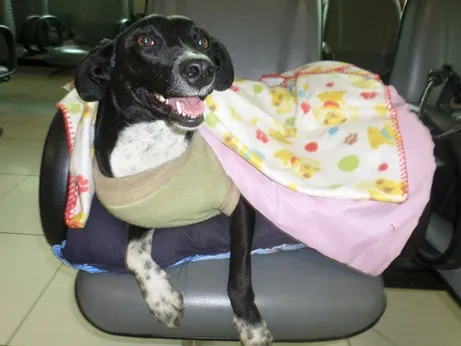 Cachorro ra a SRD idade 1 ano nome Valentina