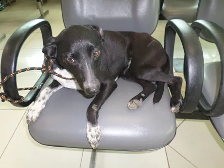 Cachorro ra a SRD idade 1 ano nome Valentina