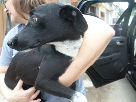 Cachorro ra a SRD idade 1 ano nome Valentina