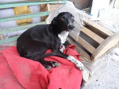 Cachorro ra a SRD idade 1 ano nome Valentina