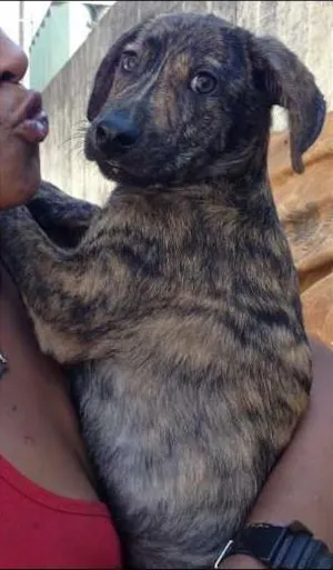Cachorro raça SRD idade 2 a 6 meses nome TIGRINHO
