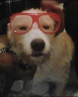 Cachorro raça não sei idade 4 anos nome puf