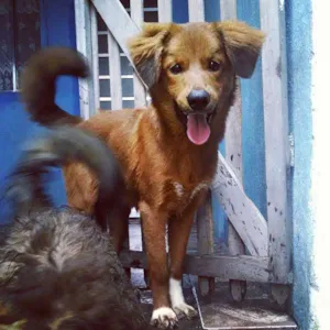 Cachorro raça Não identificada idade 2 a 6 meses nome Coronel
