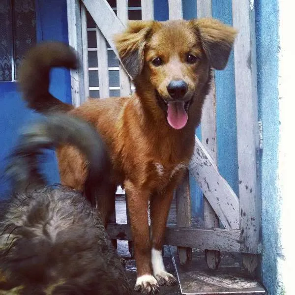 Cachorro ra a Não identificada idade 2 a 6 meses nome Coronel
