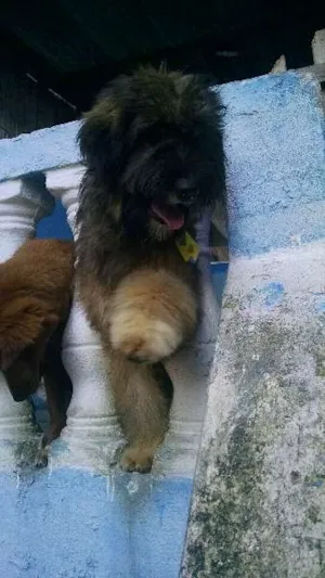 Cachorro raça Não identificada idade 2 a 6 meses nome Thor