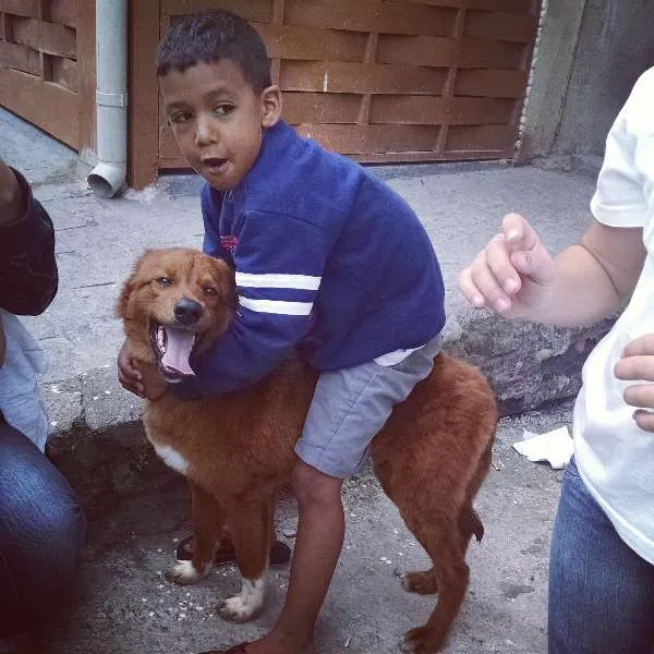 Cachorro ra a Não identificada idade 2 a 6 meses nome Coronel