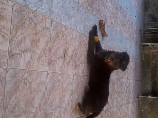 Cachorro raça INDEFINIDA idade 7 a 11 meses nome NINA