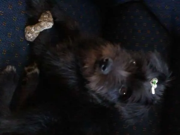 Cachorro raça INDEFINIDA idade 7 a 11 meses nome NINA