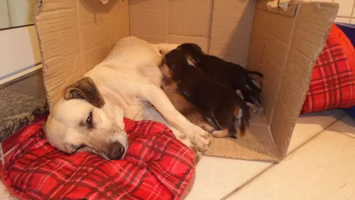 Cachorro ra a SRD idade 3 anos nome Nina