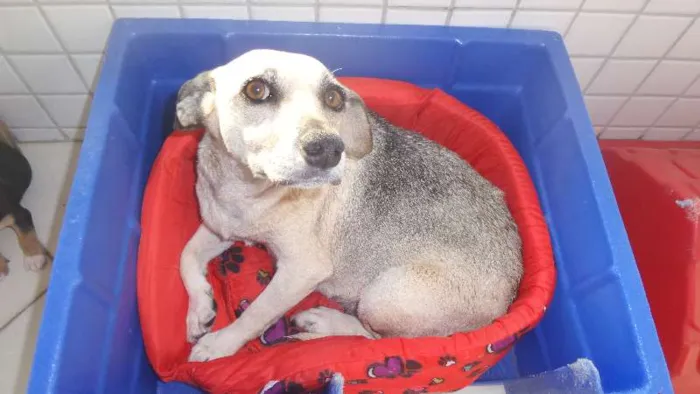 Cachorro ra a SRD idade 3 anos nome Nina