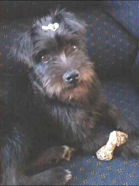 Cachorro raça INDEFINIDA idade 7 a 11 meses nome NINA