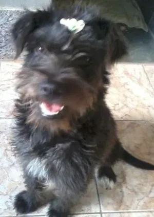Cachorro raça INDEFINIDA idade 7 a 11 meses nome NINA
