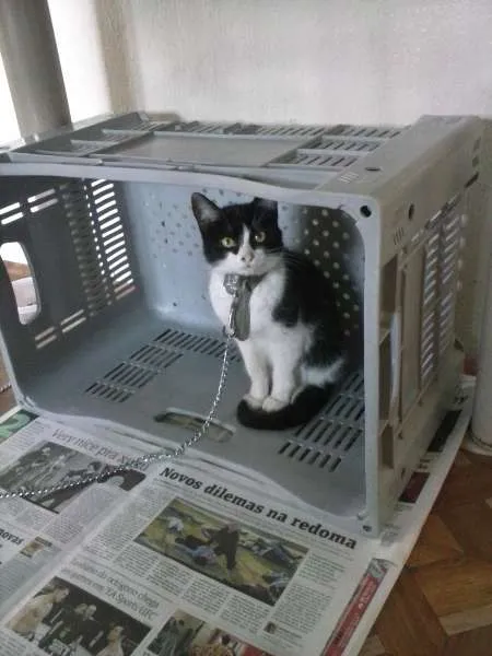 Gato ra a Vira lata idade 2 a 6 meses nome Sem nome