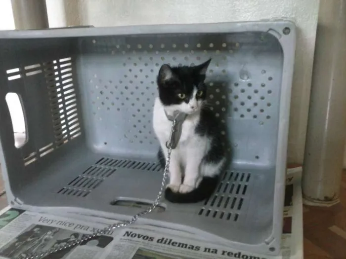 Gato ra a Vira lata idade 2 a 6 meses nome Sem nome