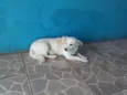 Branquinha