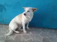 Branquinha