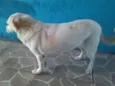 Branquinha