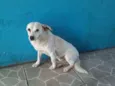 Branquinha