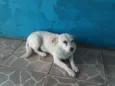 Branquinha