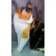 MEG