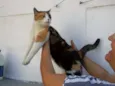 MEG