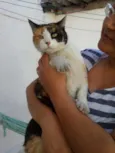 MEG