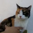 MEG