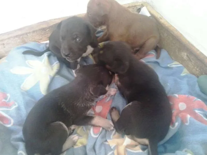 Cachorro ra a  idade Abaixo de 2 meses nome sem nomes