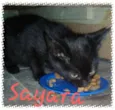 Sayara