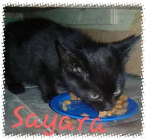 Gato raça SRD idade 2 a 6 meses nome Sayara