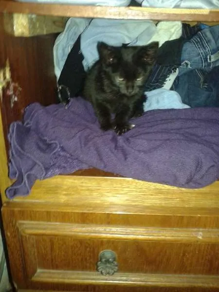 Gato ra a SRD idade 2 a 6 meses nome Sayara