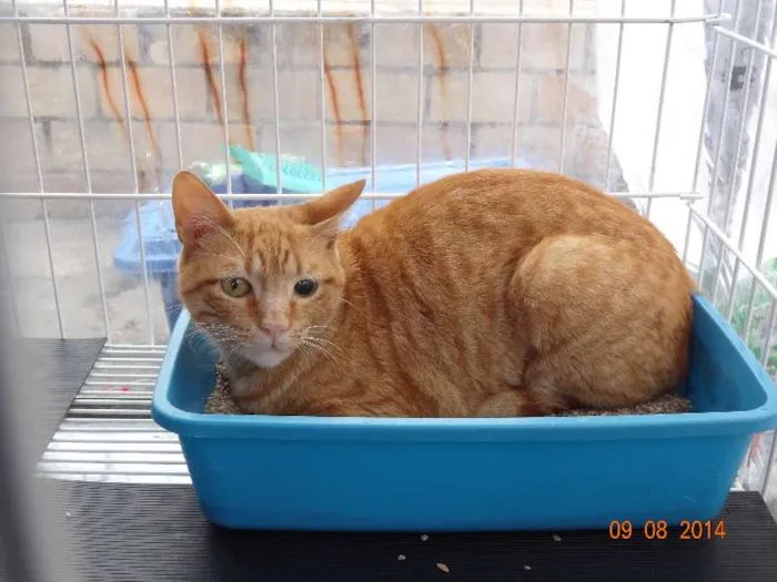 Gato ra a SRD idade 2 anos nome Loiro