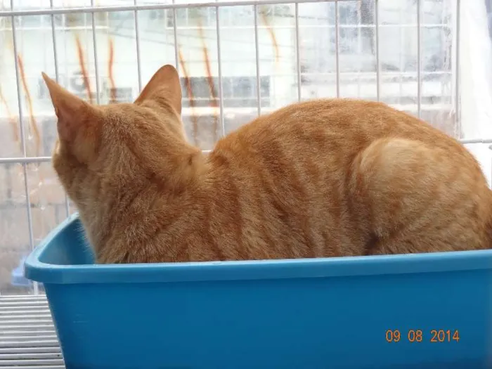 Gato ra a SRD idade 2 anos nome Loiro