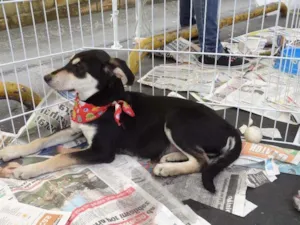 Cachorro raça SRD idade 2 a 6 meses nome Dudu