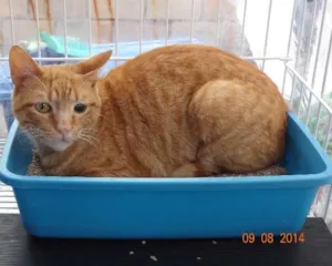 Gato raça SRD idade 2 anos nome Loiro
