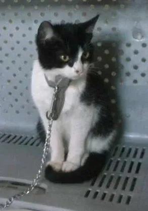 Gato ra a Vira lata idade 2 a 6 meses nome Sem nome