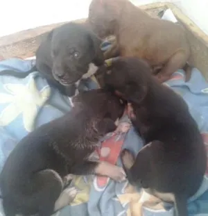 Cachorro raça  idade Abaixo de 2 meses nome sem nomes