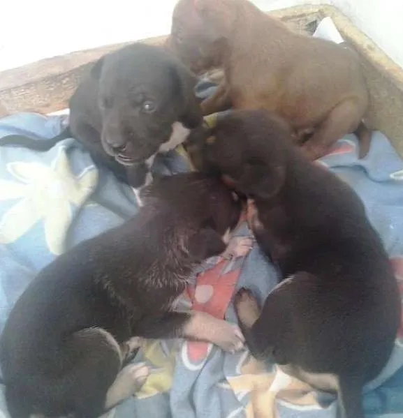 Cachorro ra a  idade Abaixo de 2 meses nome sem nomes