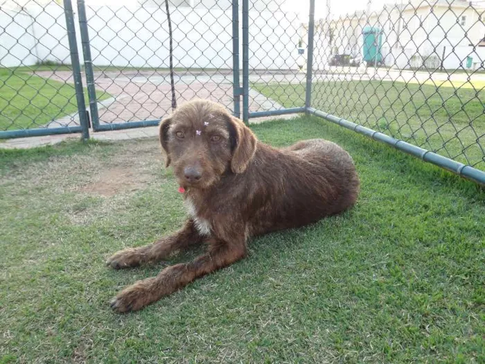 Cachorro ra a SRD idade 3 anos nome Bombom