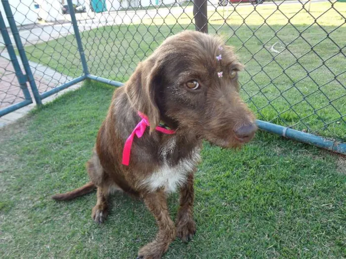Cachorro ra a SRD idade 3 anos nome Bombom