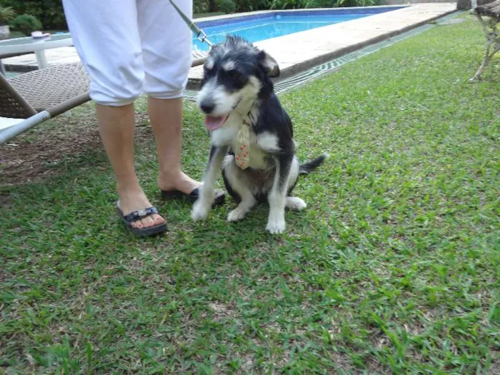 Cachorro ra a SRD idade 7 a 11 meses nome Thor