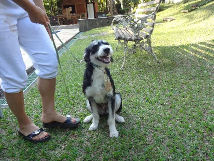 Cachorro ra a SRD idade 7 a 11 meses nome Thor