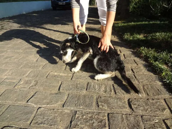 Cachorro ra a SRD idade 7 a 11 meses nome Thor