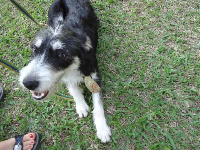Cachorro ra a SRD idade 7 a 11 meses nome Thor