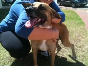 Cachorro raça SRD idade 1 ano nome Fred