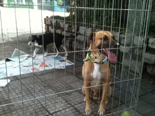 Cachorro ra a SRD idade 1 ano nome Fred