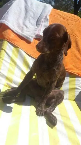 Cachorro ra a Maltês idade 2 anos nome Choco GRATIFICA