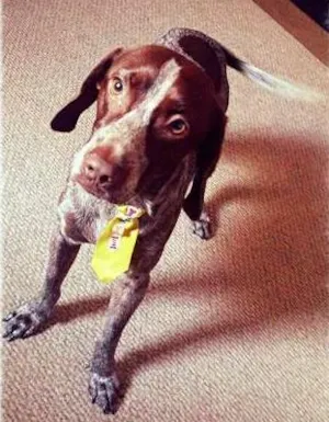 Cachorro raça Maltês idade 2 anos nome Choco GRATIFICA