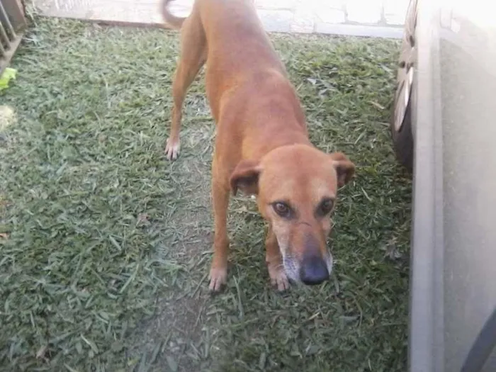 Cachorro ra a SRD idade 5 anos nome bob