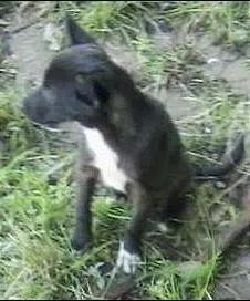 Cachorro raça SRD idade  nome rocambole